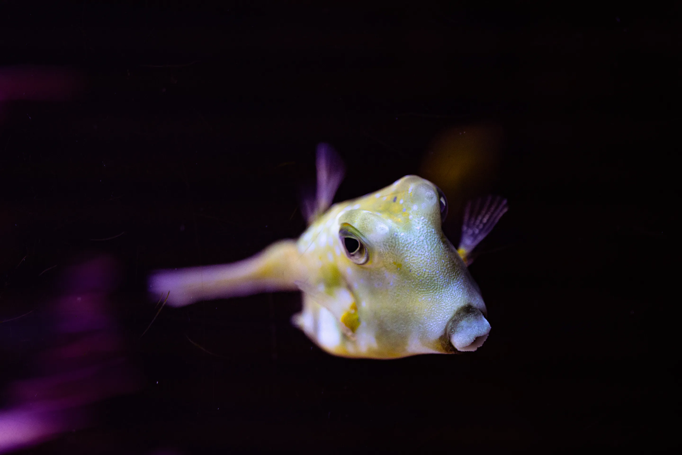 Spotted cowfish in profile against black water